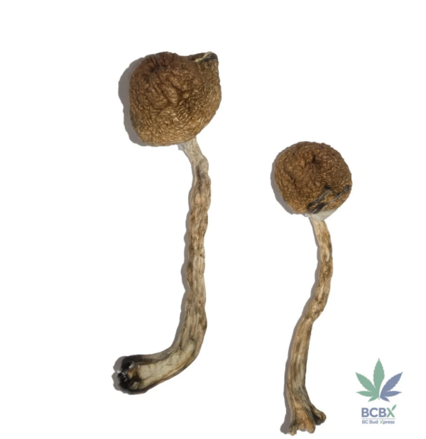 Malabar Magic Mushrooms