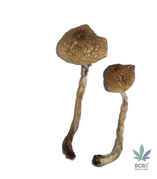 Malabar Magic Mushrooms - Image 2