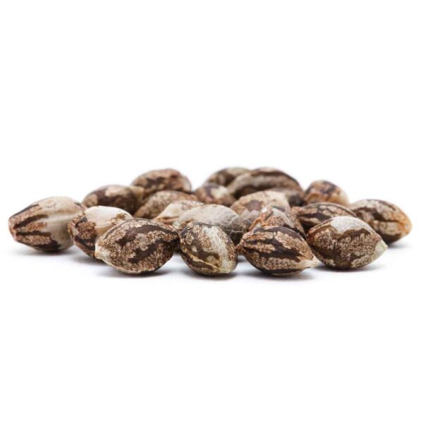 Origins Cannabis Seeds - Image 3