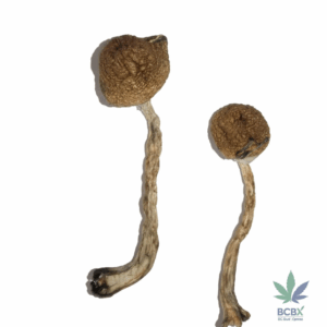 Malabar Magic Mushrooms